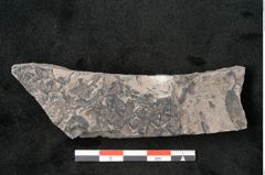 Foto (Detailansicht) von Lepidodendron obovatum Sternbg. (NHMW-GEO-2024-0188-11040)